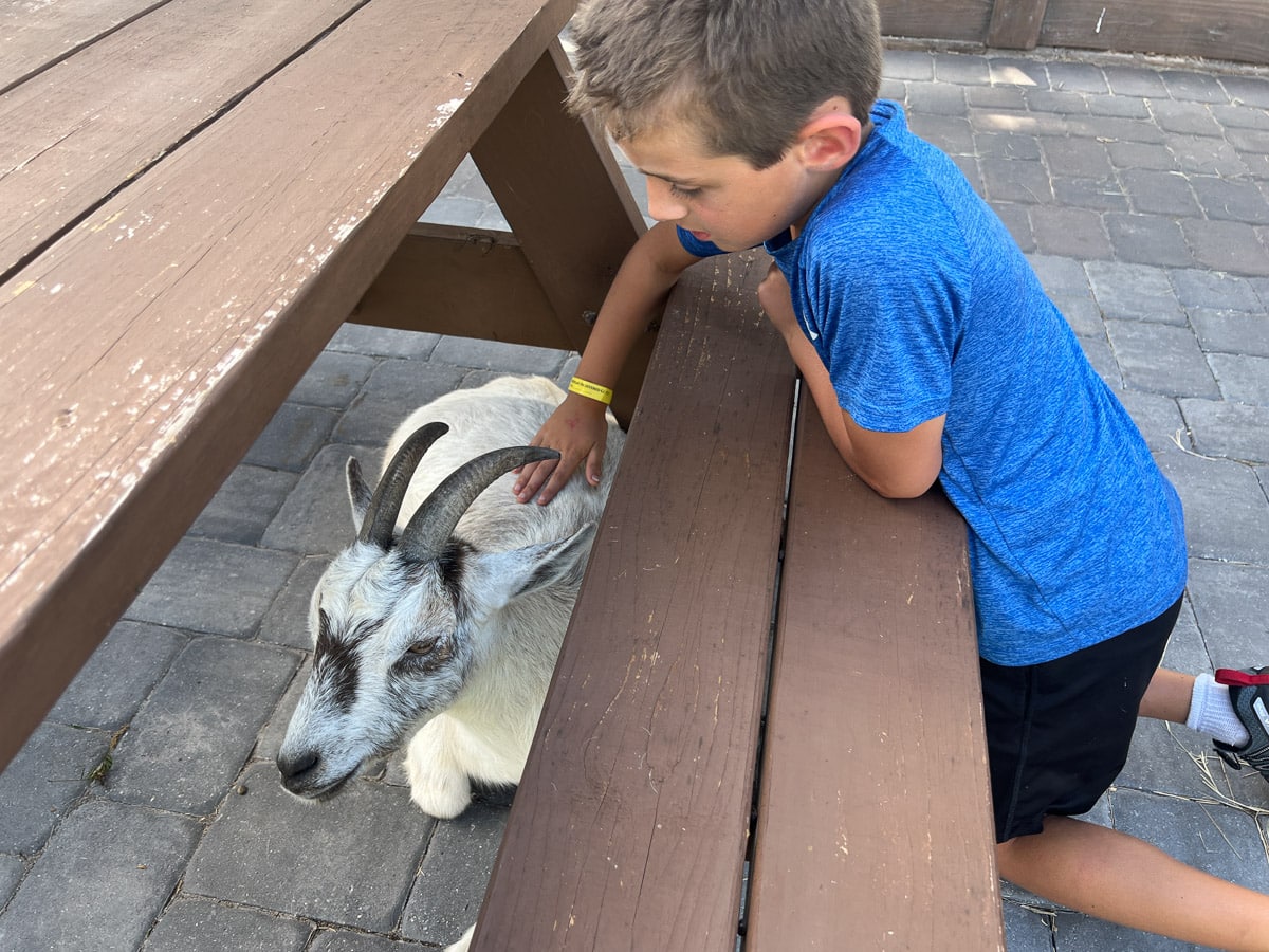 goat at the petting zoo in Westgate River Ranch