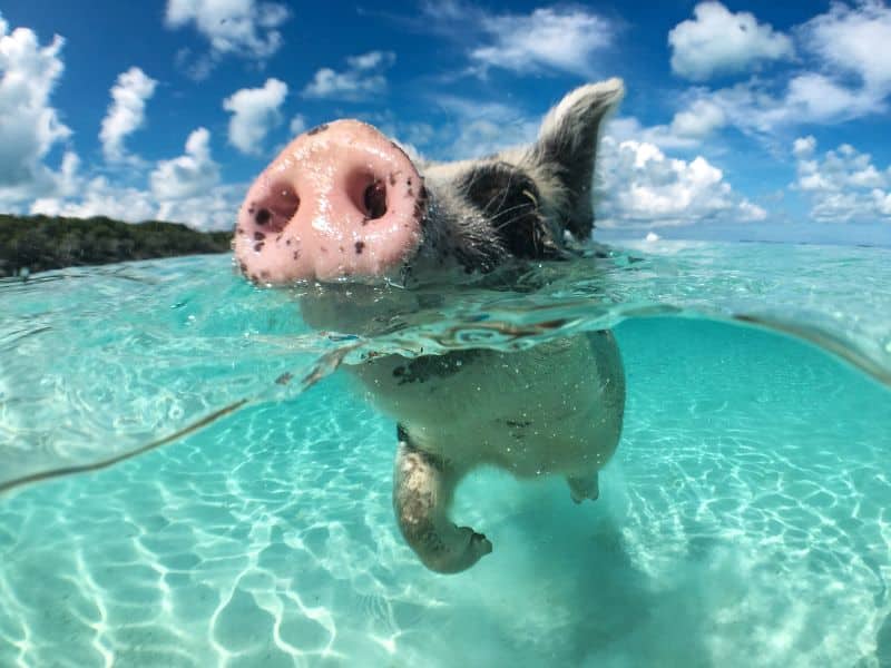 pig swimming in the ocean