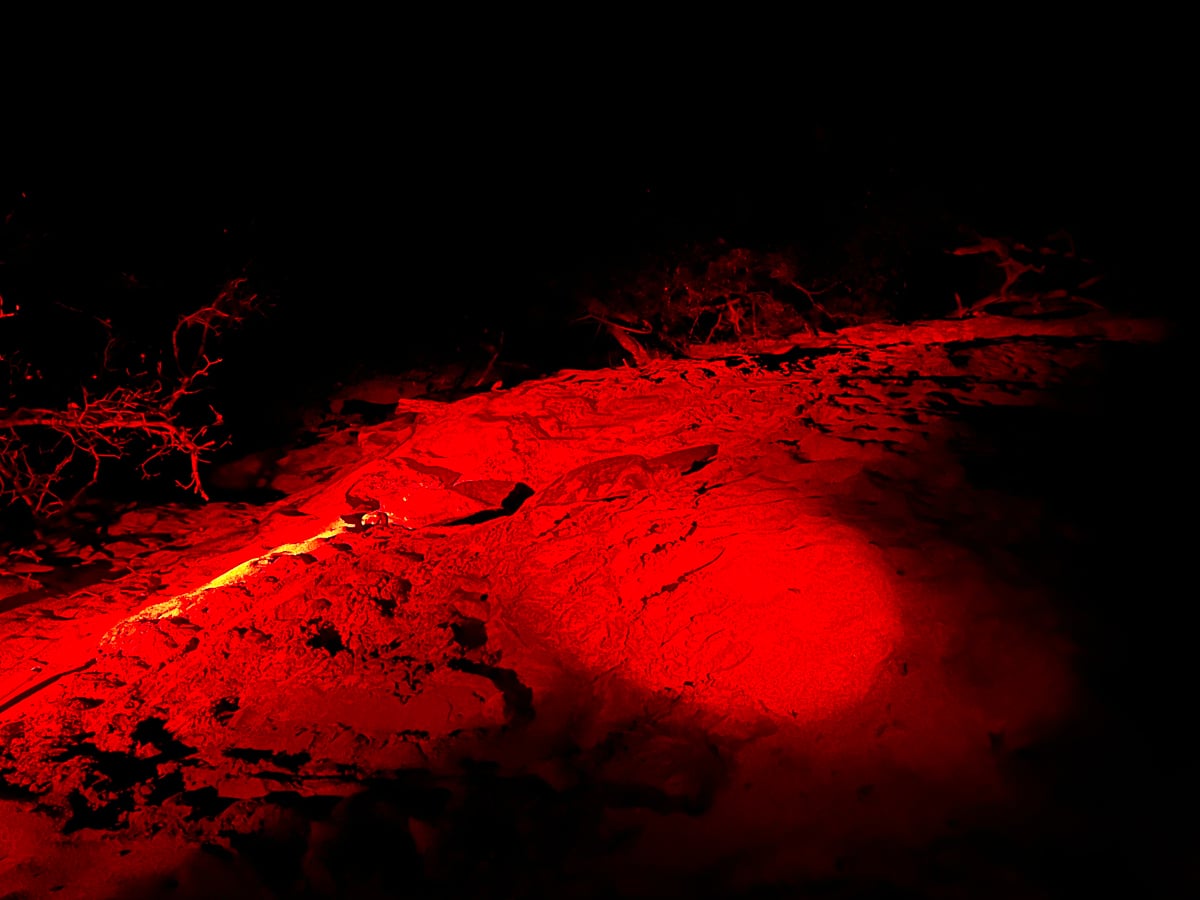 sea turtles being spotted with a red flashlight