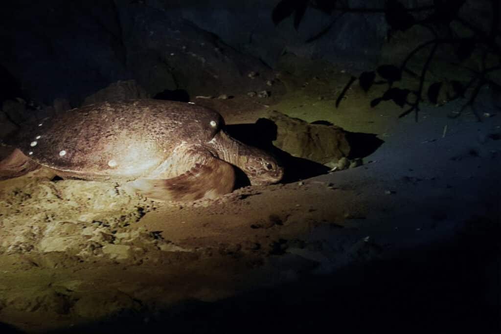 sea turtle in Costa Rica