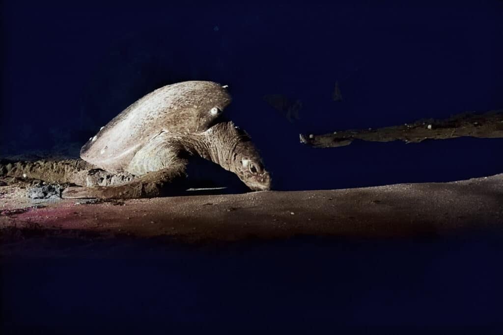 sea turtle in Costa Rica