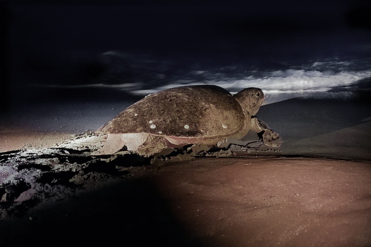 green sea turtle on beach in costa rica at night