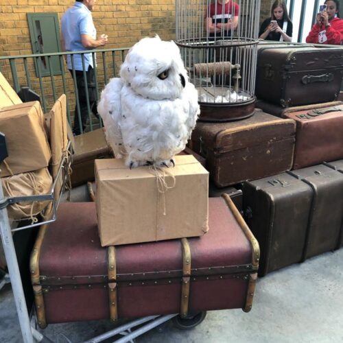 Harry's owl perched atop luggage at the train station in Universal Studios