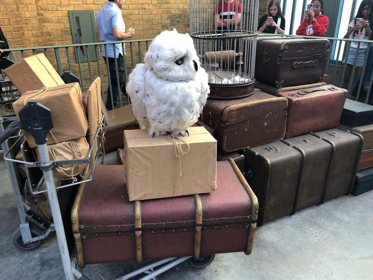 Harry's owl perched atop luggage at the train station in Universal Studios
