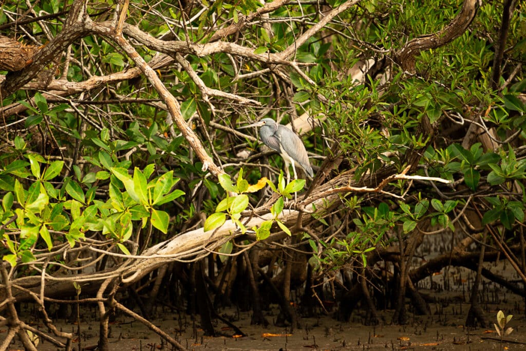 bird in Tamarindo Estuary