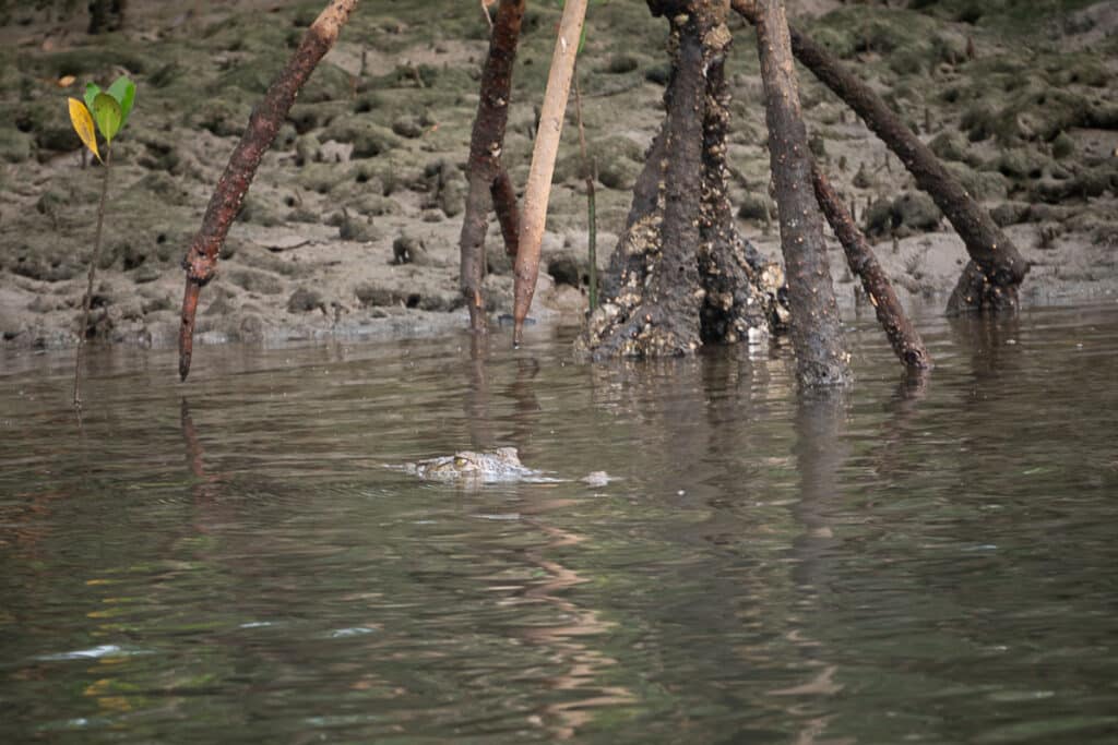 a crocodile in Tamarindo estuary