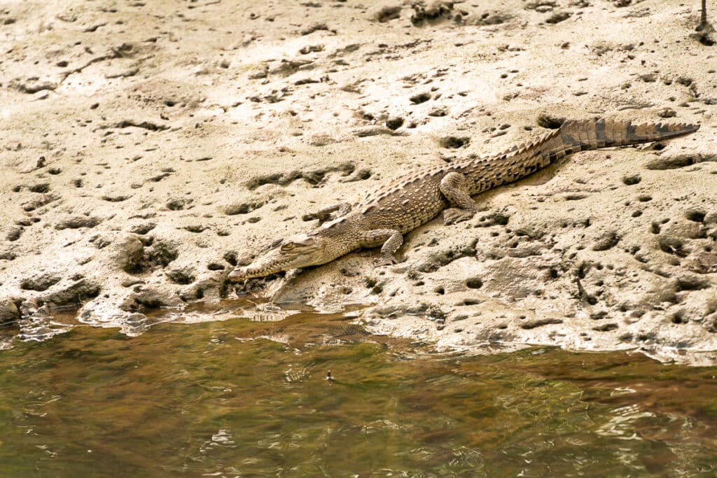a crocodile in Tamarindo