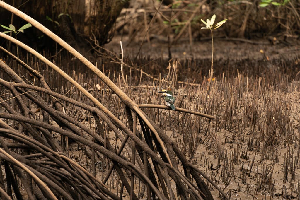 bird in Tamarindo Estuary