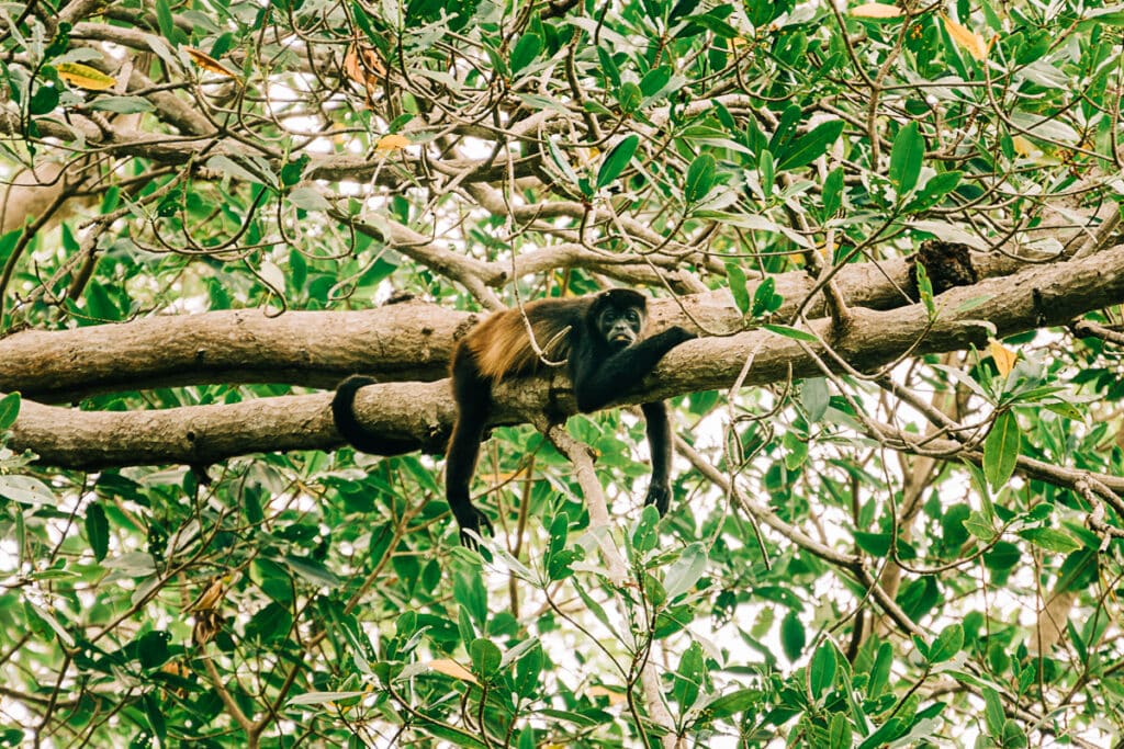 a howler monkey