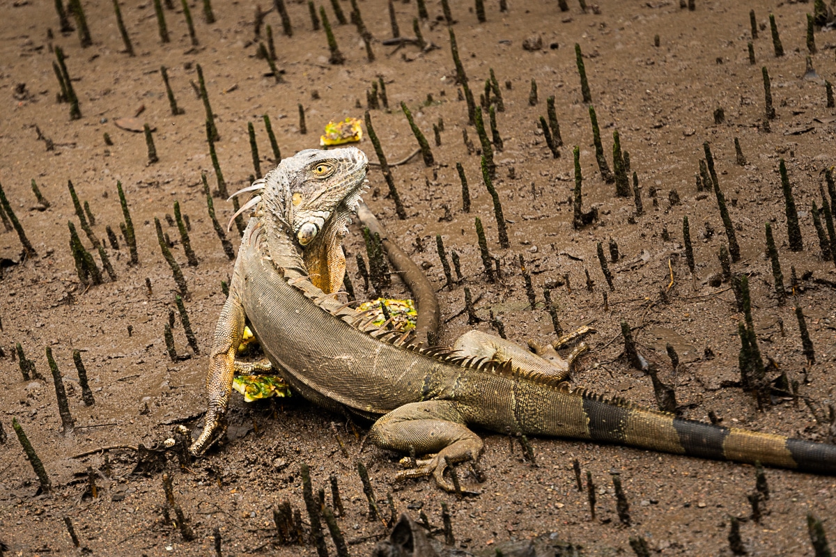 an iguana