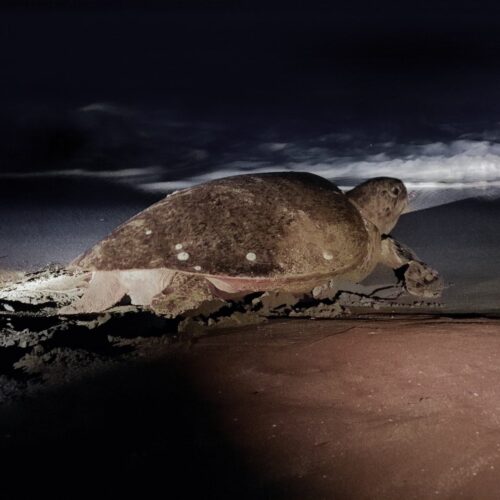 turtle on the beach in Costa Rica