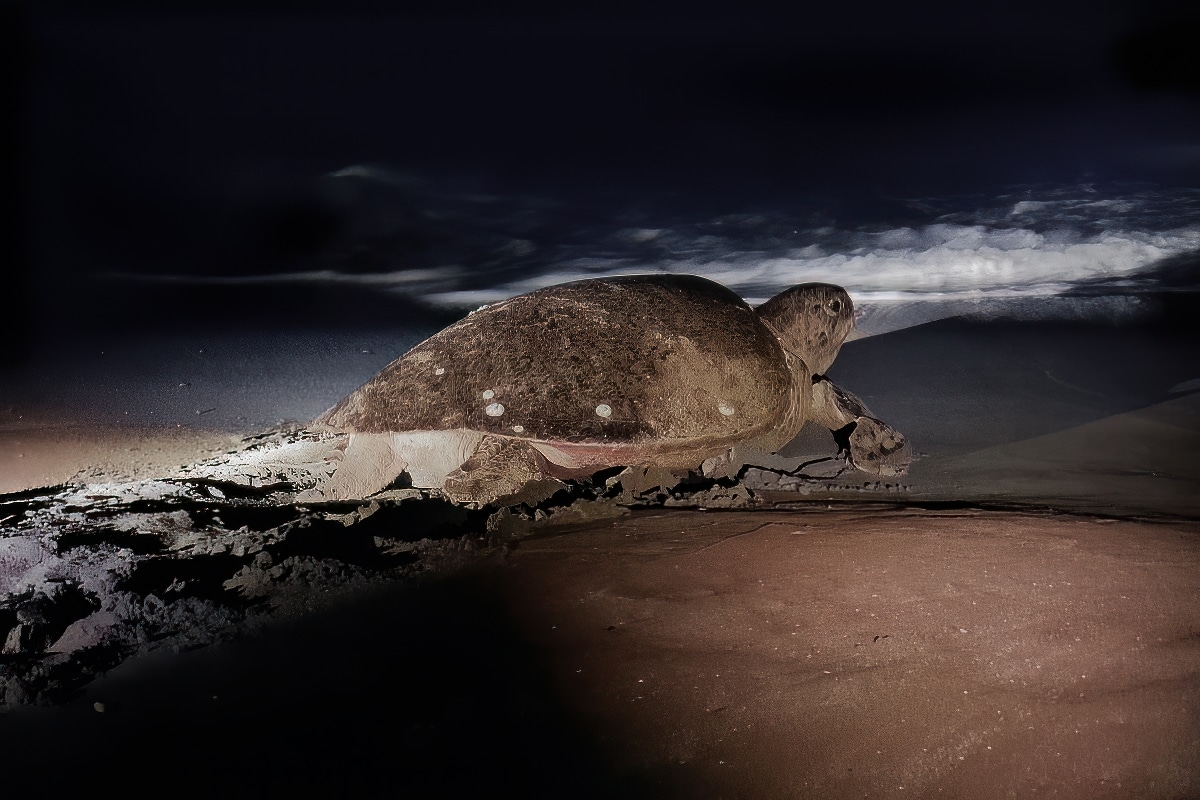 turtle on the beach in Costa Rica