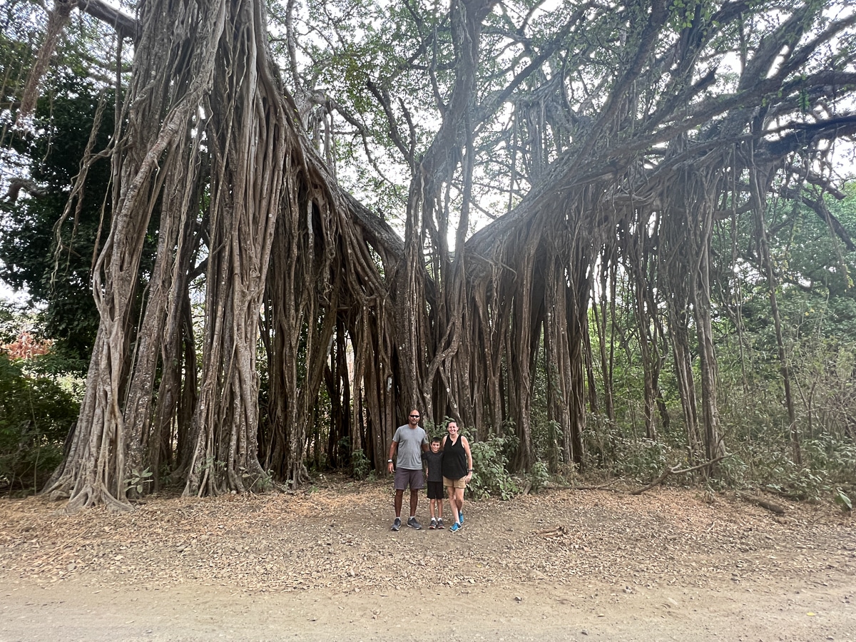 banyan tree in Costa Rica