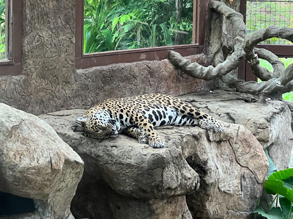 leopard at Diamante Eco Adventure Park