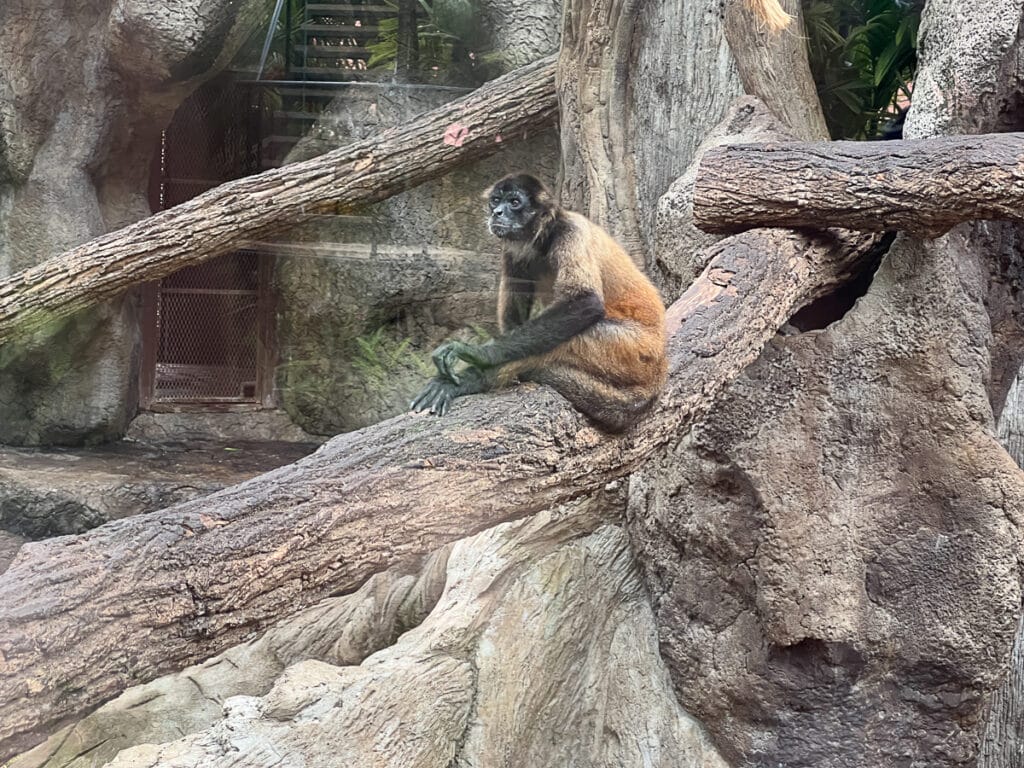 monkey at Diamante Eco Adventure Park