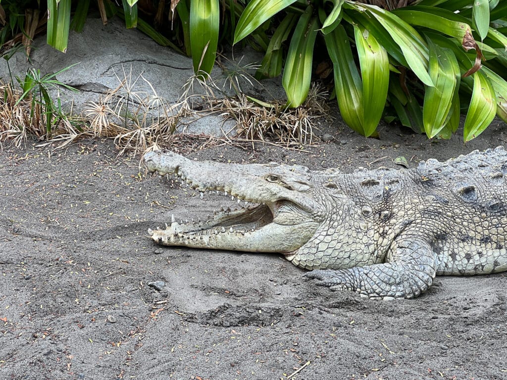 crocodile at Diamante Eco Adventure Park