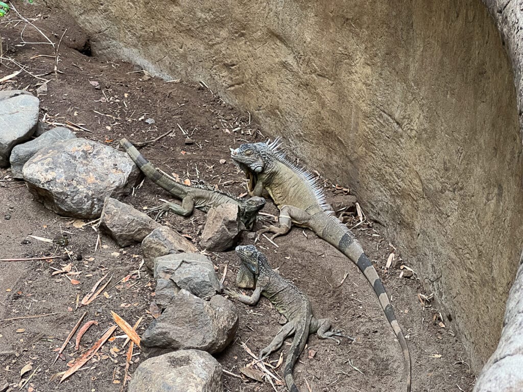iguana at Diamante Eco Adventure Park