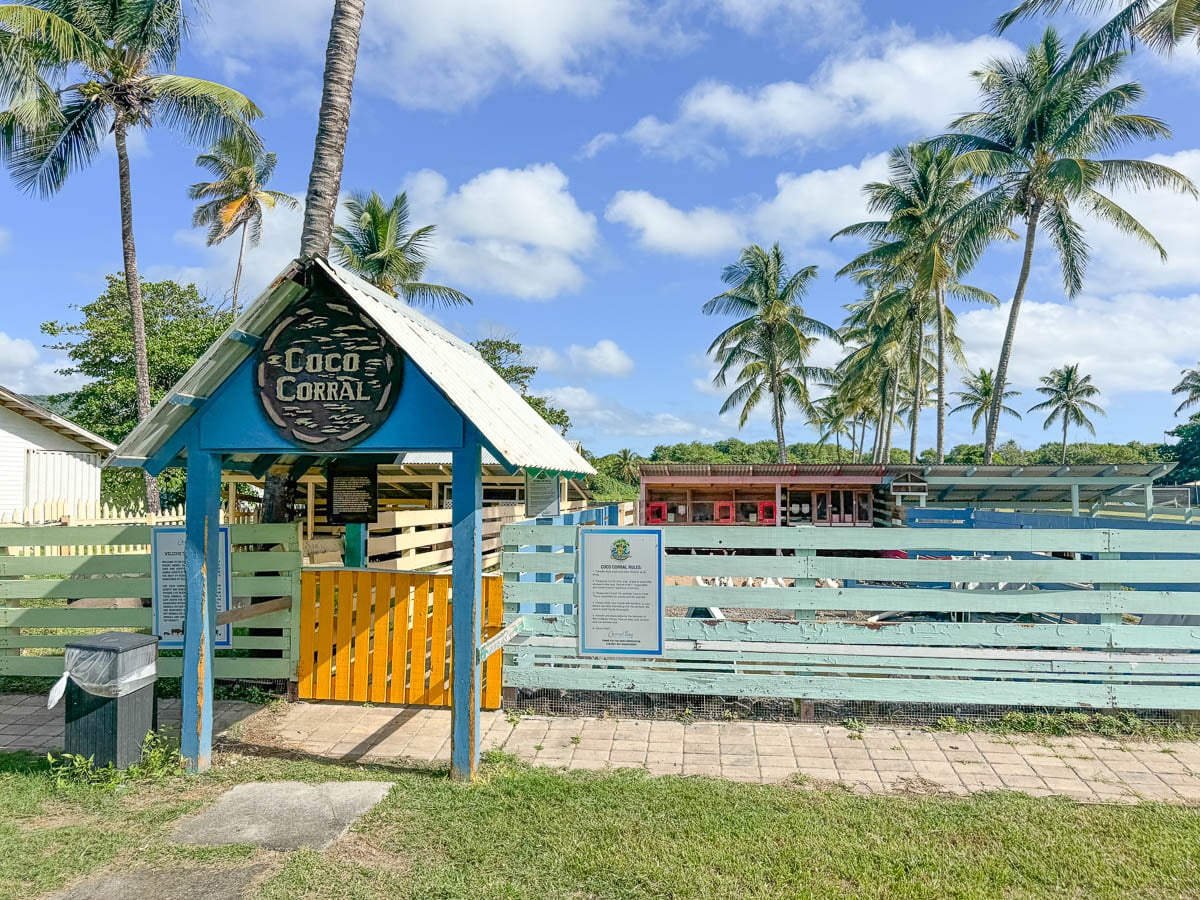 petting zoo at Coconut Bay 