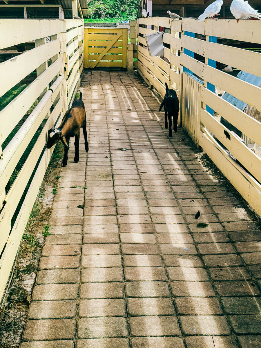 baby goats in the petting zoo