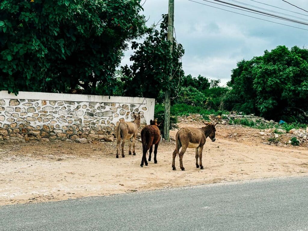 donkeys on Grand Turk