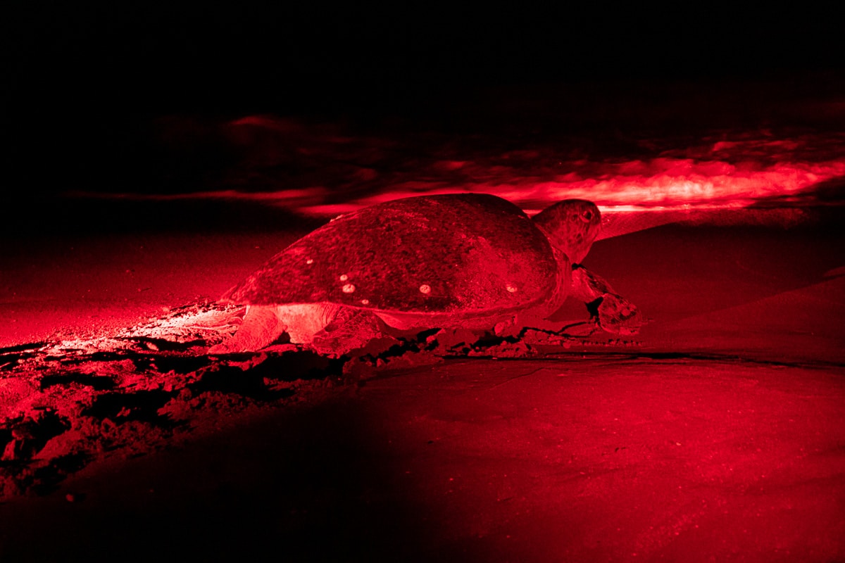 turtle images with the red light