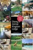 Disney's Animal Kingdom Lodge