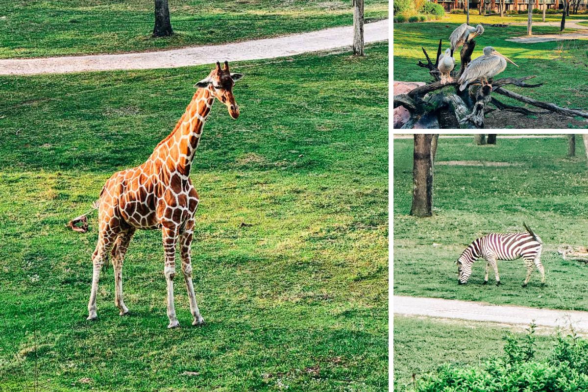 collage of animals we saw at the Animal Kingdom Lodge