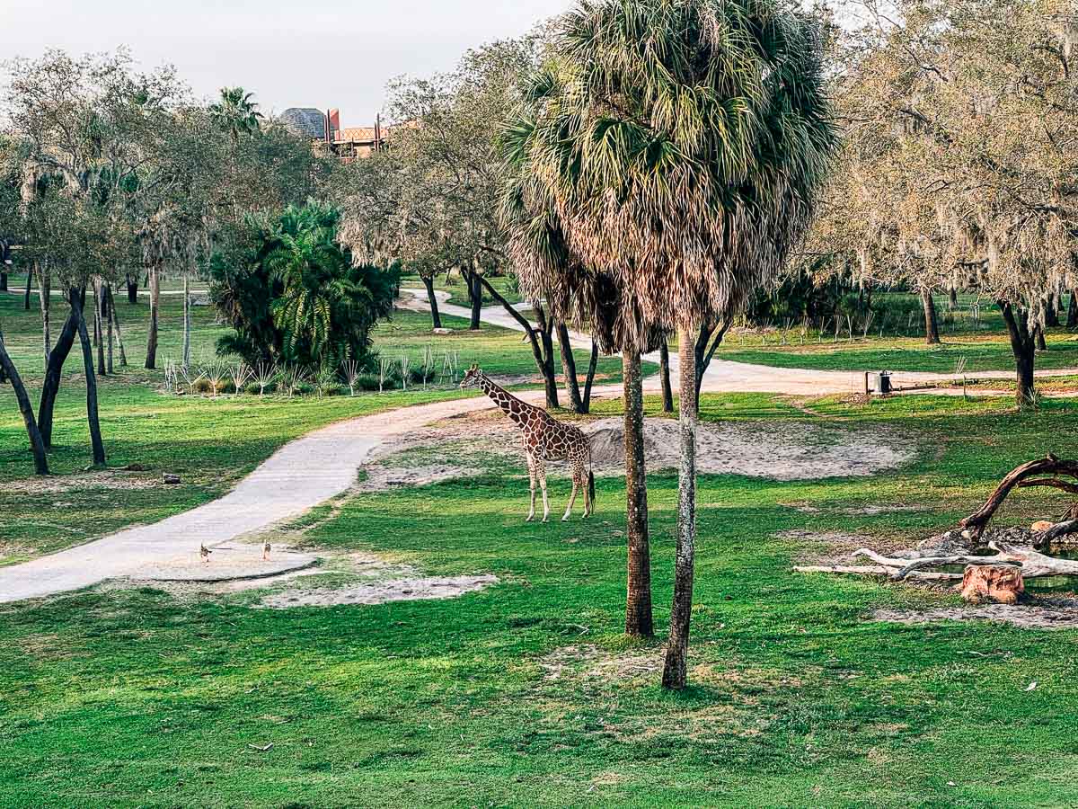 giraffe at animal kingdom lodge