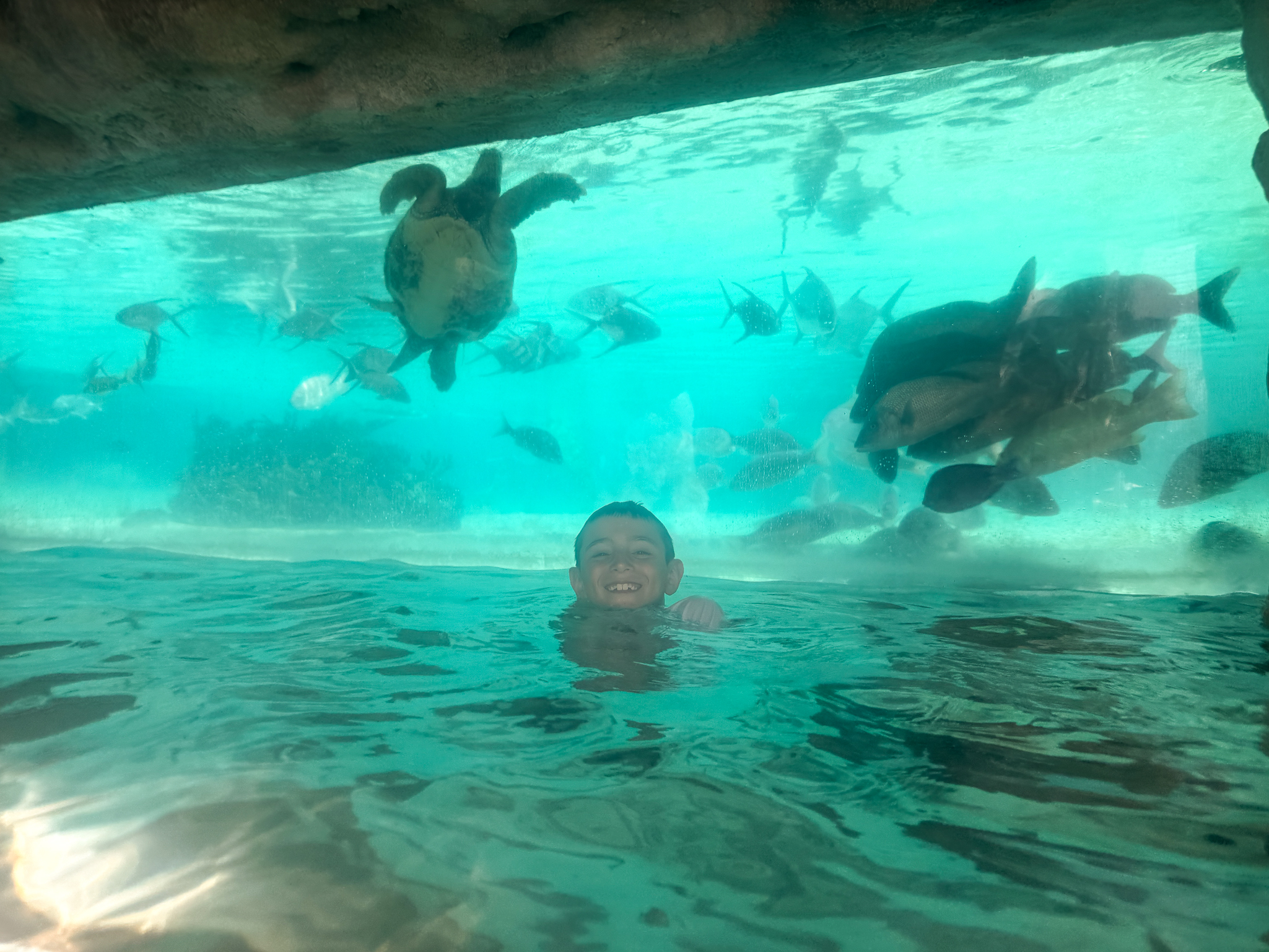 tortoises and rays in the aquarium at Dean's Blue Hole at Baha Mar