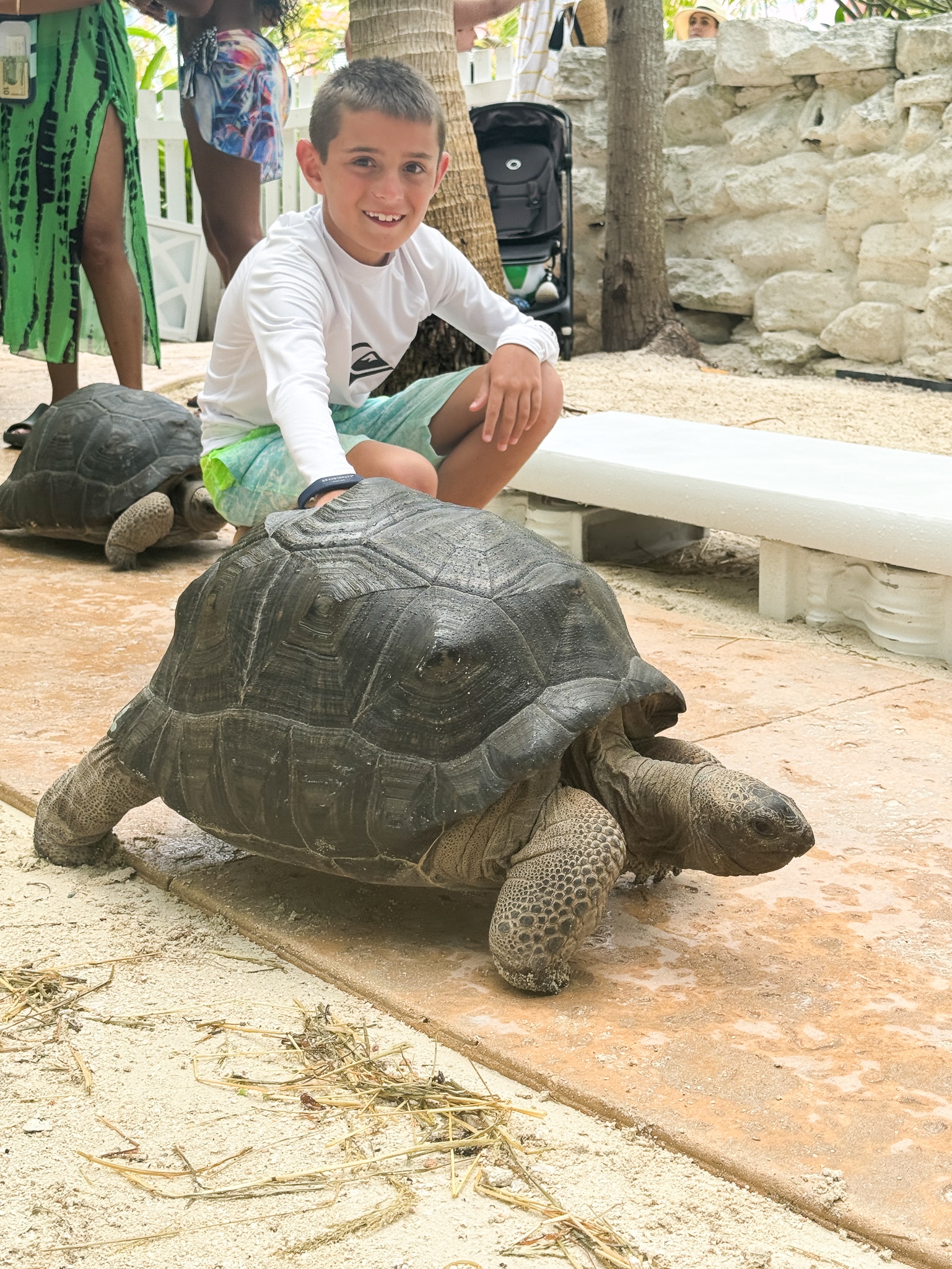 tortoise encounter at Baha Mar