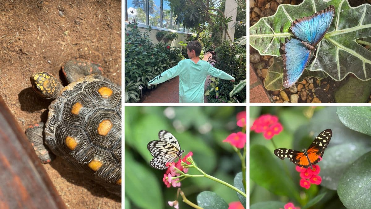 my pictures from the butterfly garden in key west
