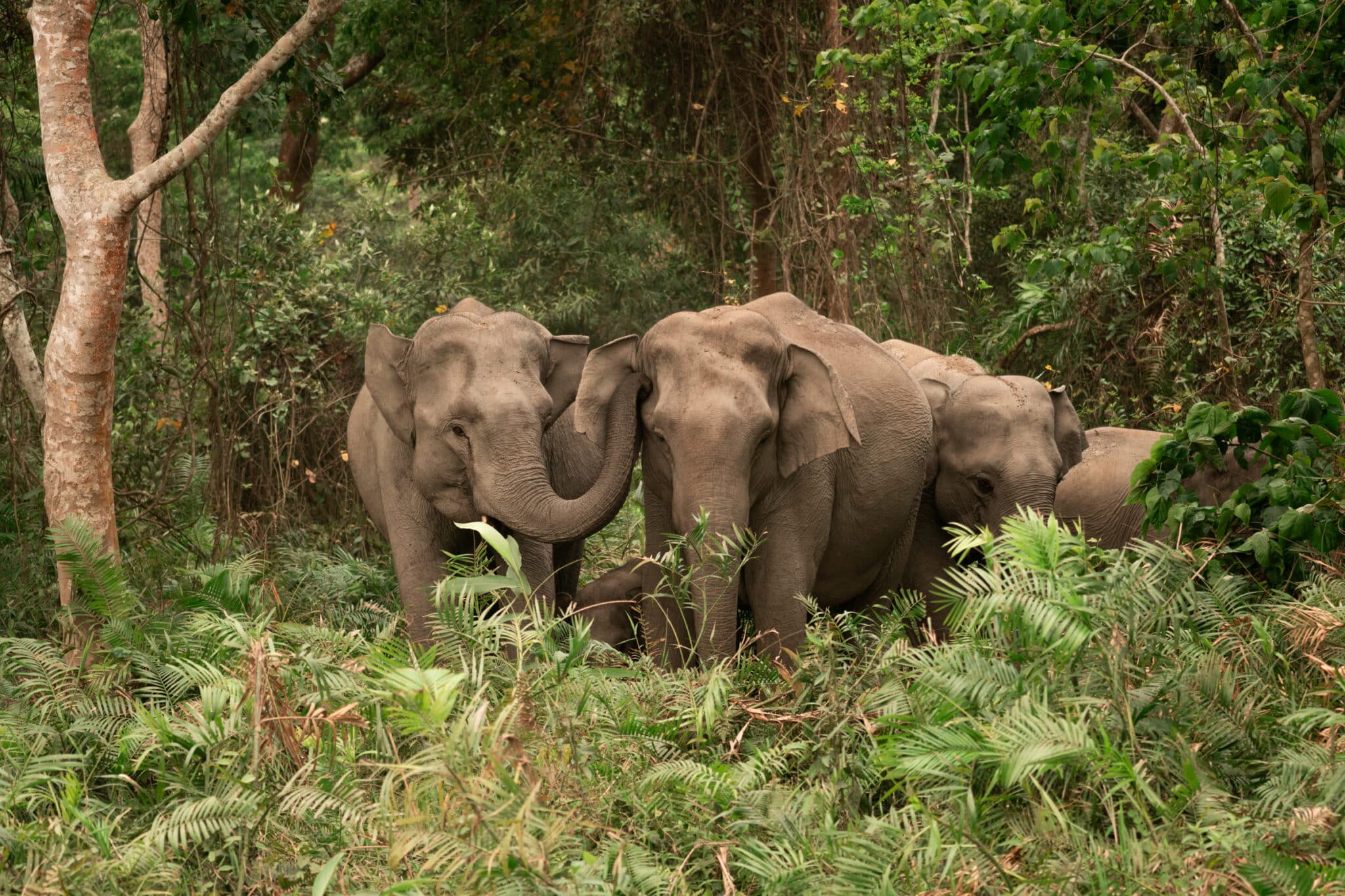 an elephant family that we spotted in Kaziranga National Park