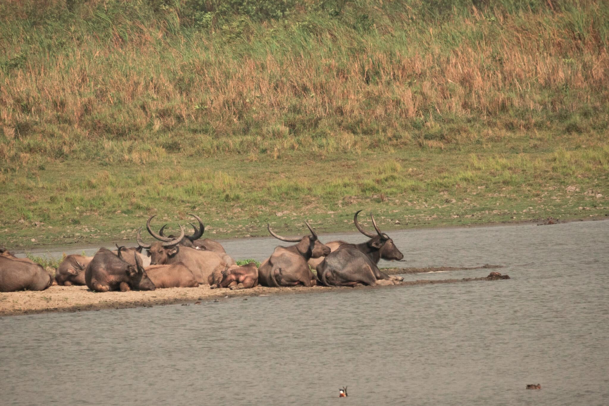 a group of water buffalo we spotted at Kaziranga National Park