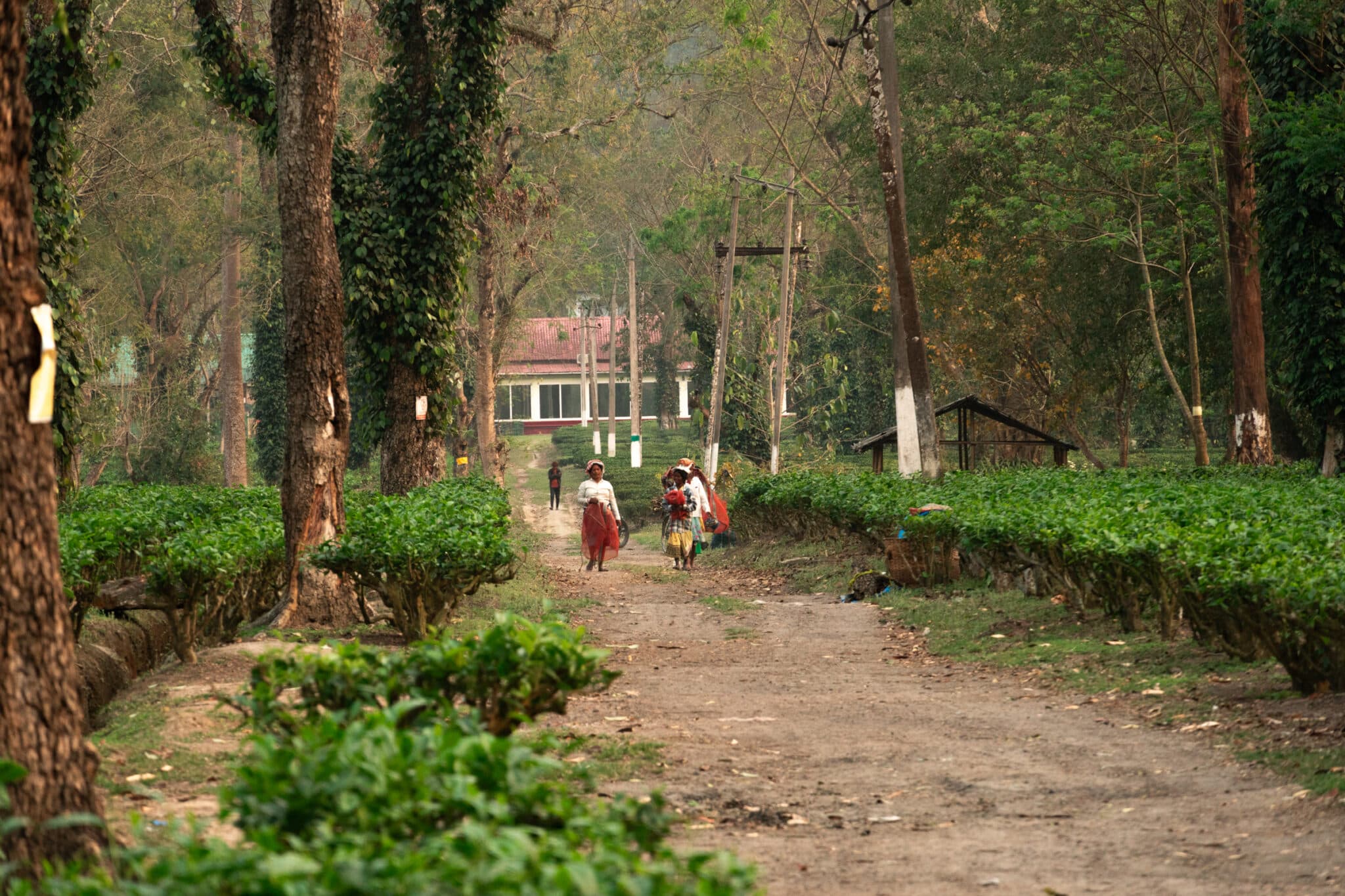 workers picking tea leaves at Hathikuli Tea Estate
