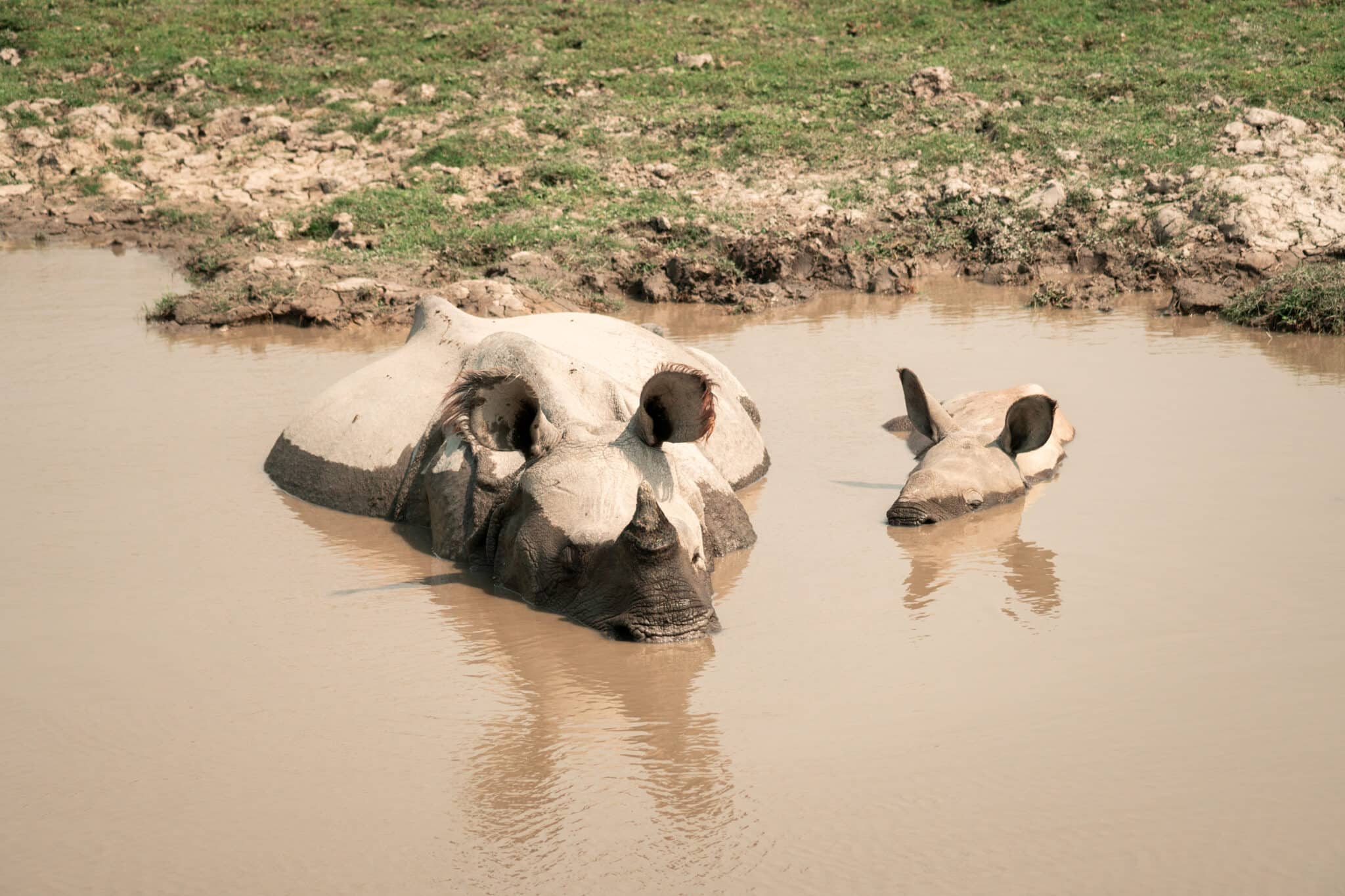 mom and baby Indian rhino swimming in a water hole