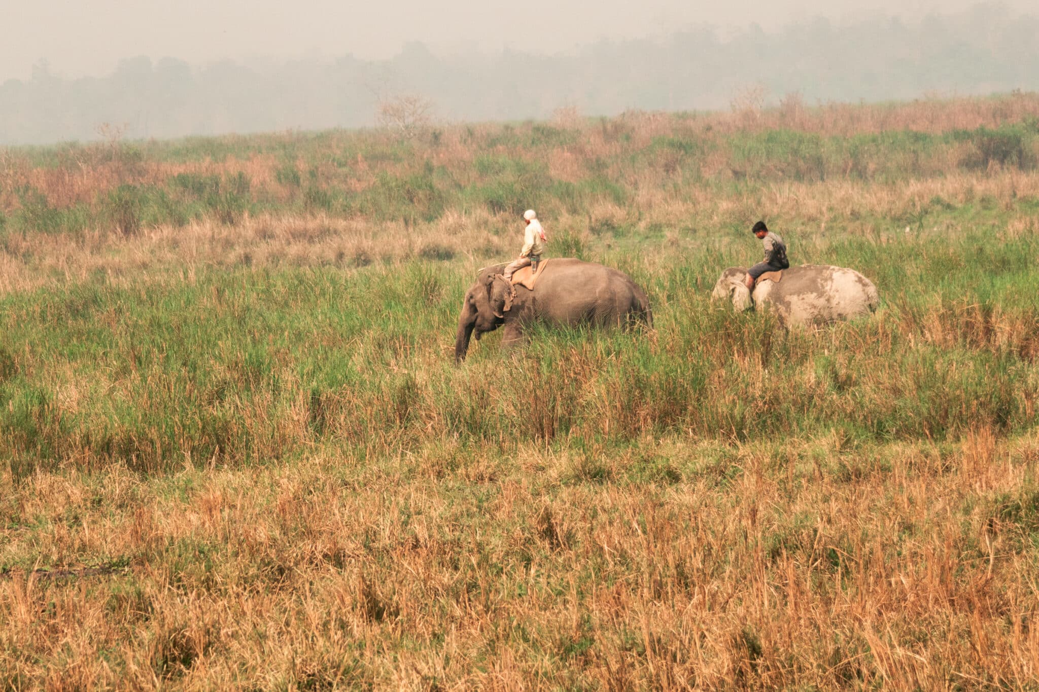 guides riding elephants through the grasslands at Kaziranga National Park in India