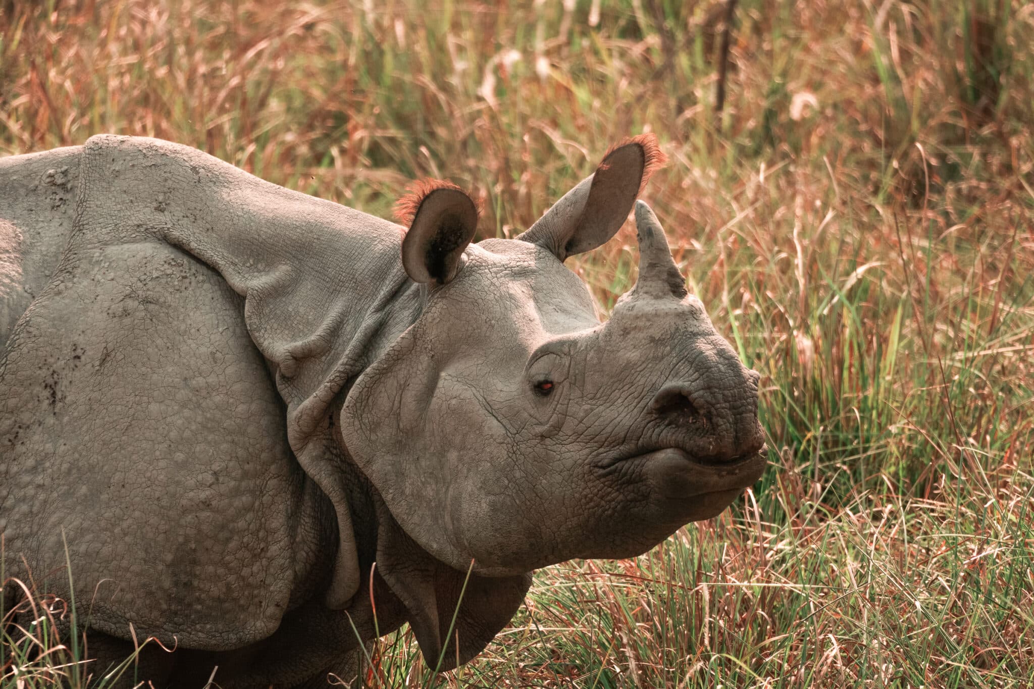 my photo of an Indian One Horned rhino, taken at Kaziranga National Park