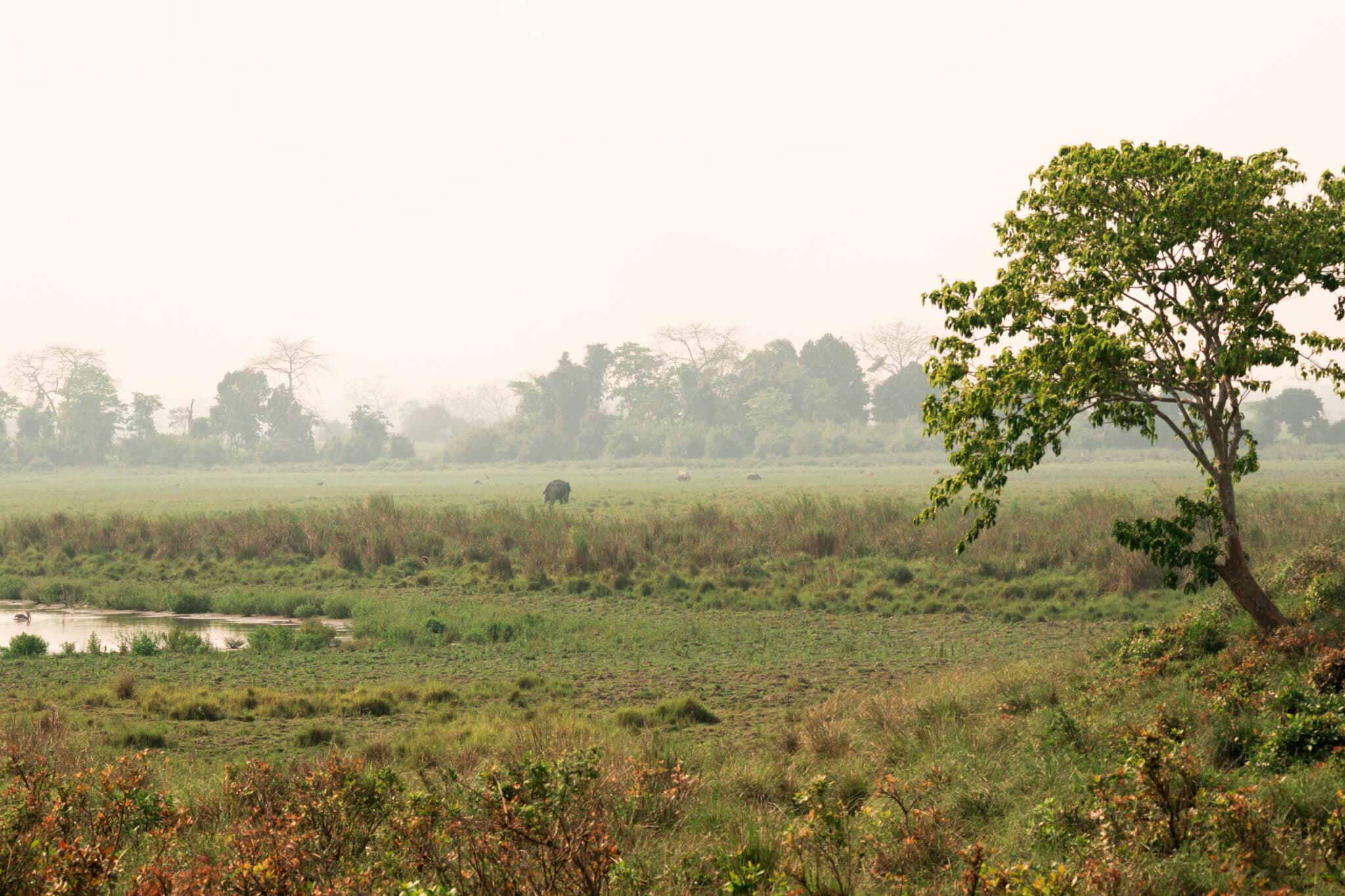 view of the grasslands covered in mist at Kaziranga National Park in India