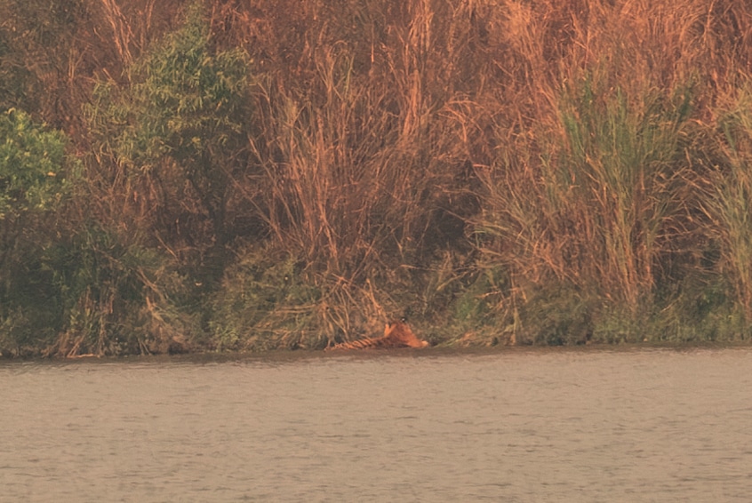 the best picture I could get of the Bengal tiger we spotted in Kaziranga National Park