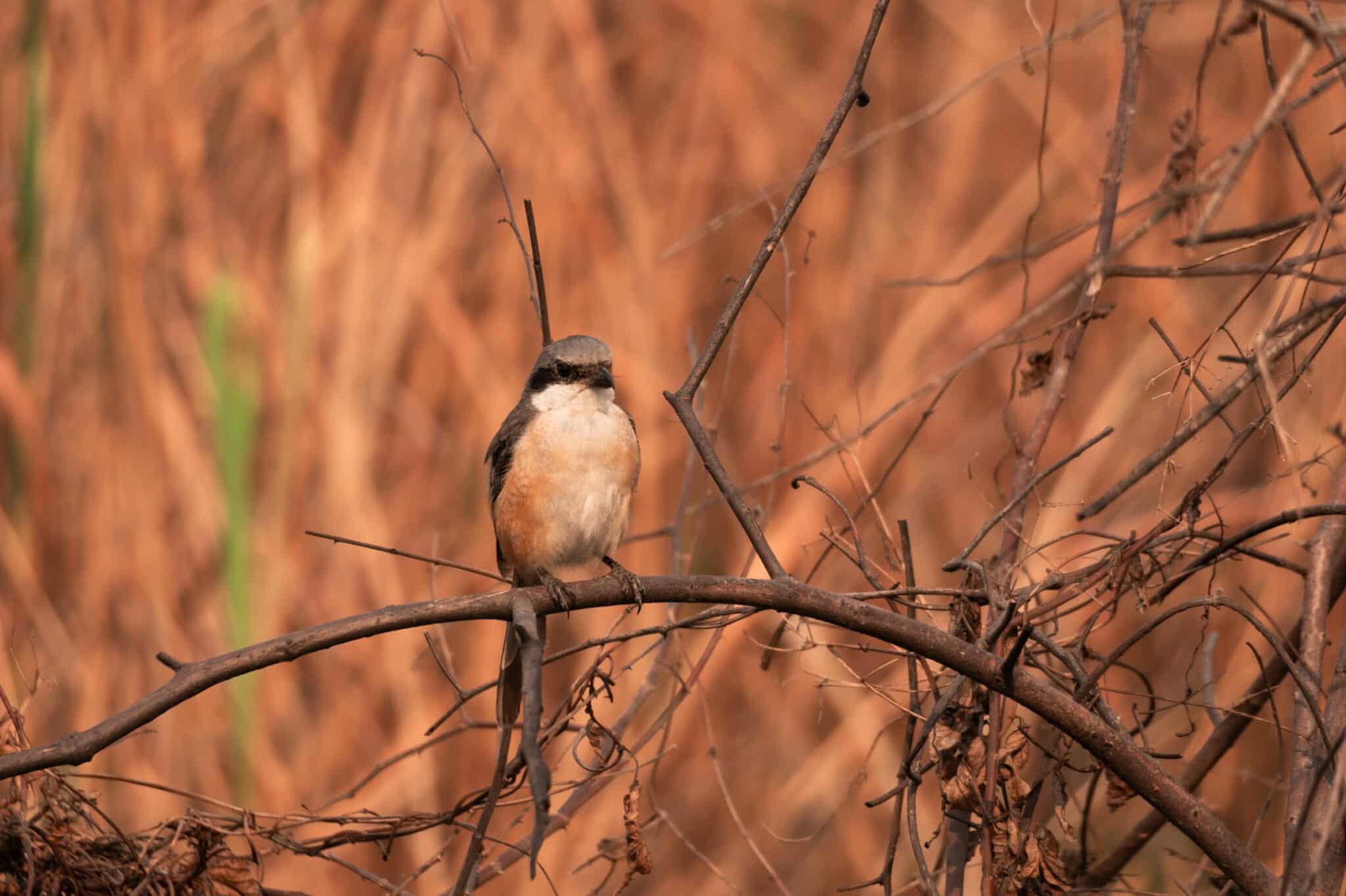 Shrike (type of bird) perched on a branch in Kaziranga National Park