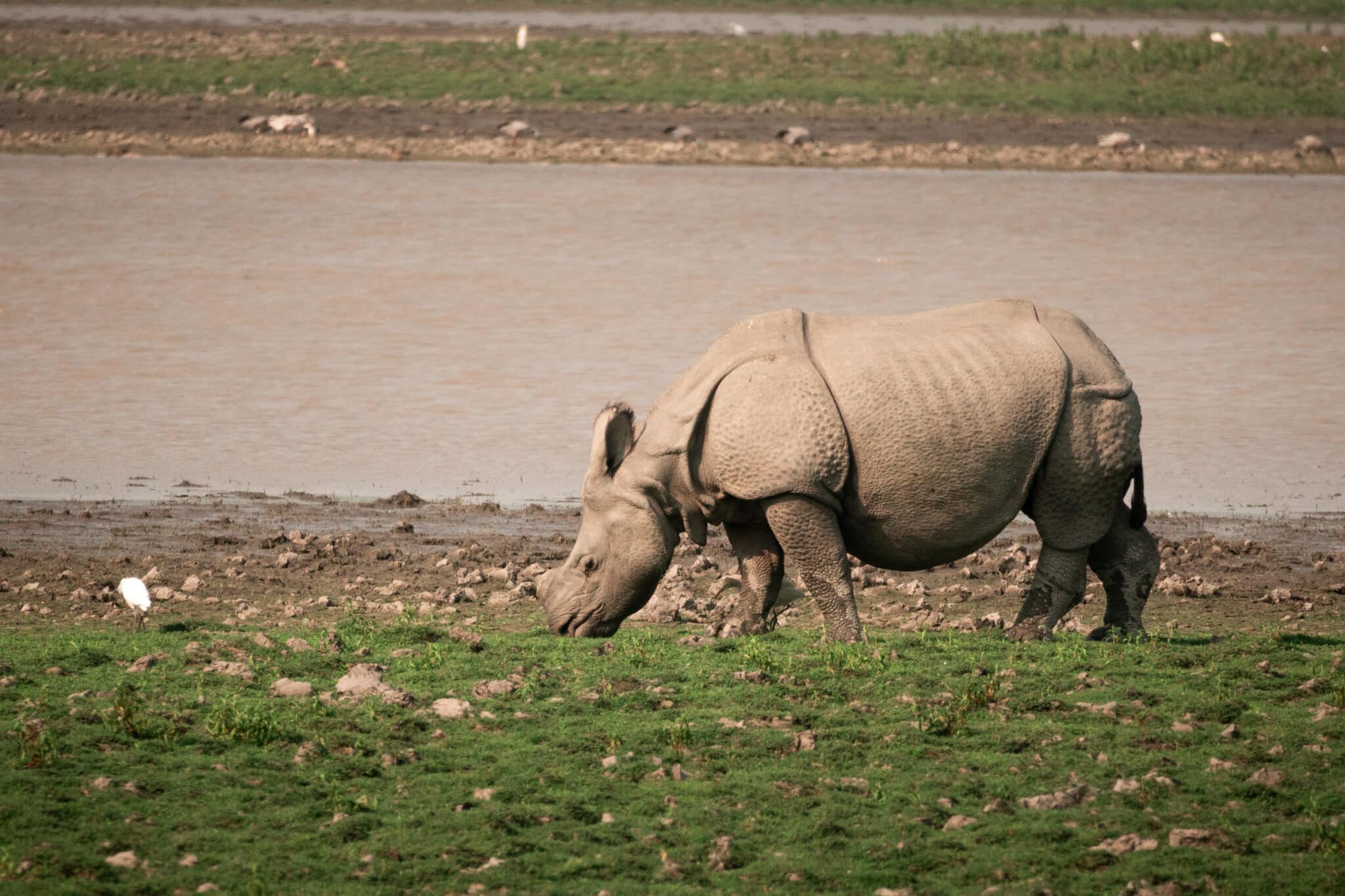 Indian One Horned Rhino in Kaziranga National Park