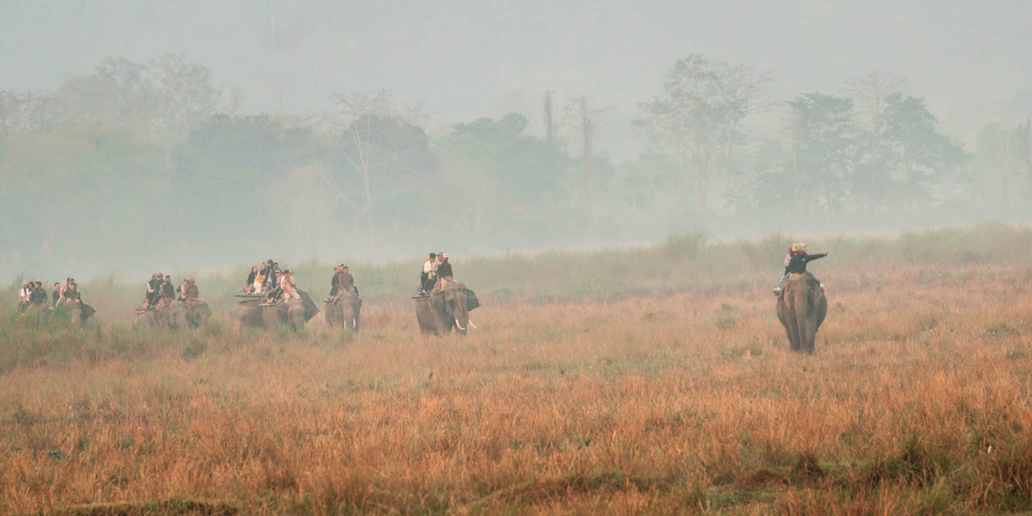 group of elephants and tourists on the elephant safari at Kaziranga National Park