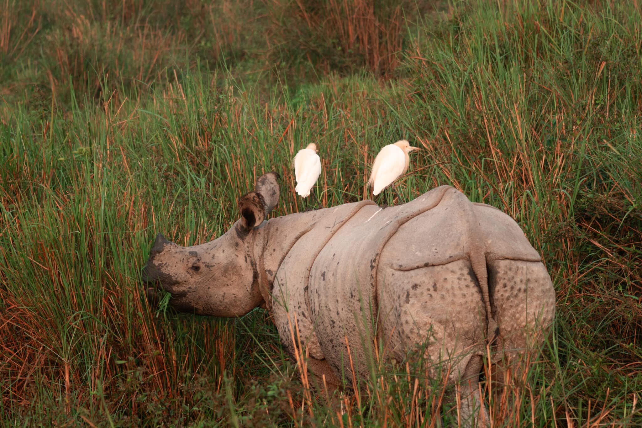Indian One Horned Rhino in Kaziranga National Park with white birds sitting on his back