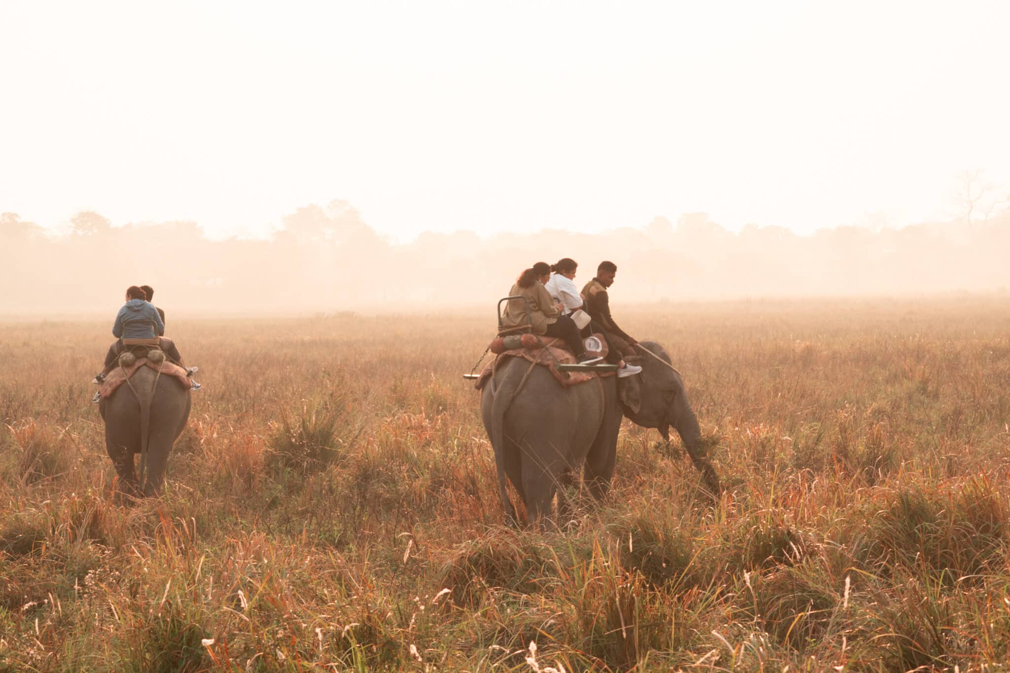 tourists on an elephant safari at Kaziranga National Park