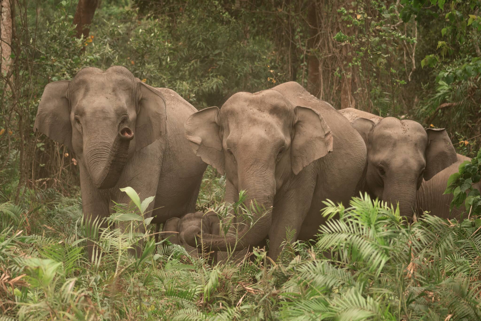 family of elephants at Kaziranga National Park