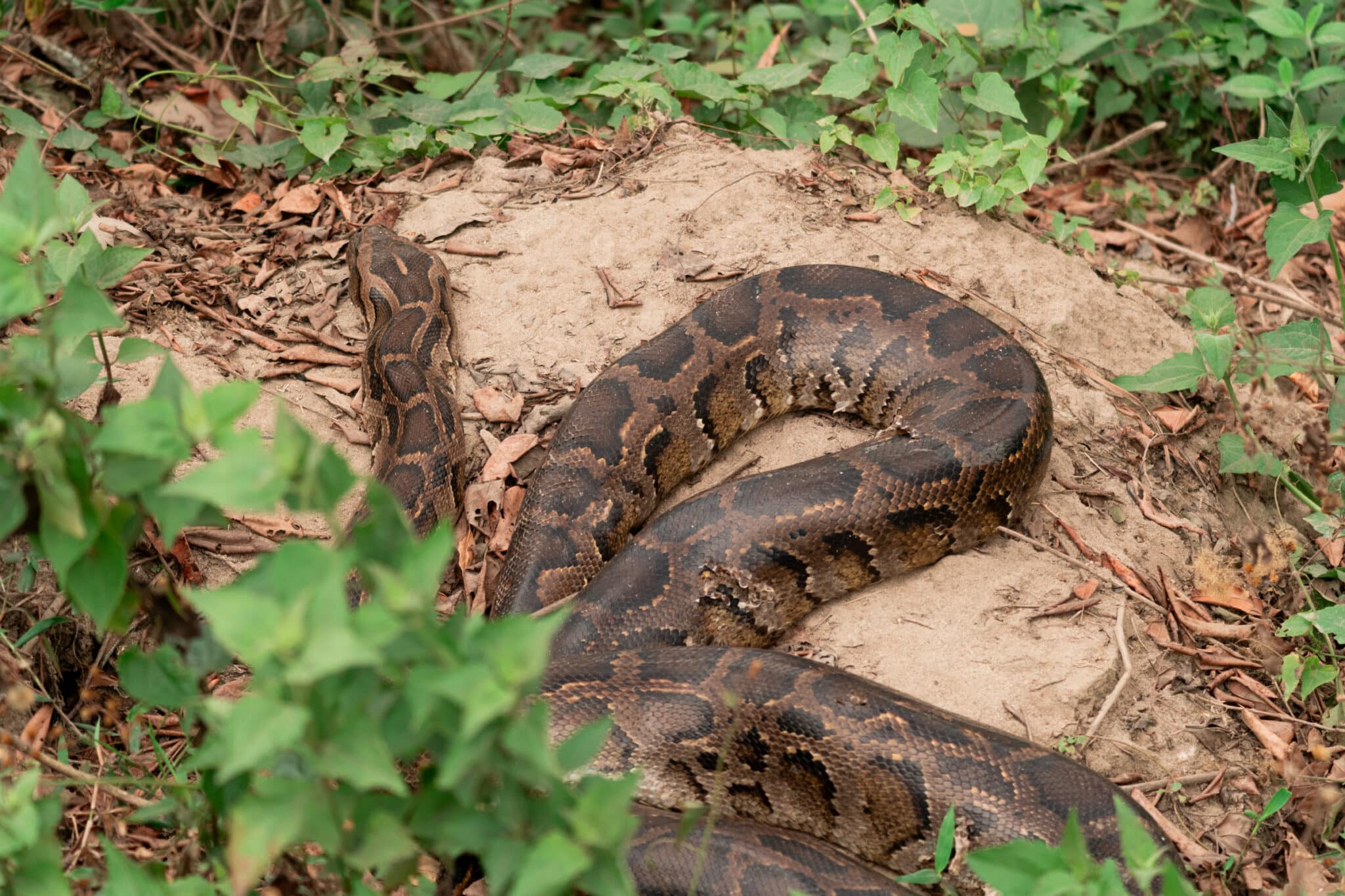 Python at Kaziranga National Park