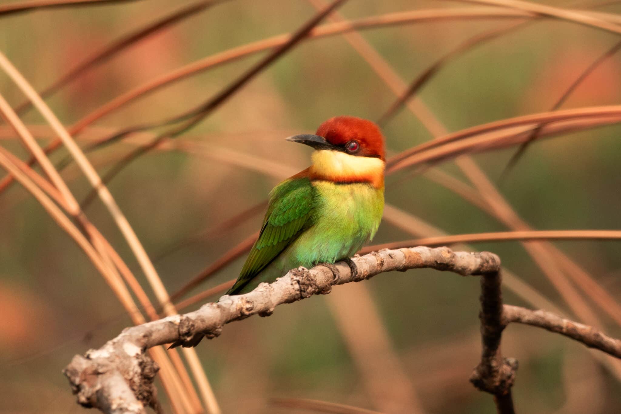 Chestnut-headed Bee-eater bird at Kaziranga National Forest