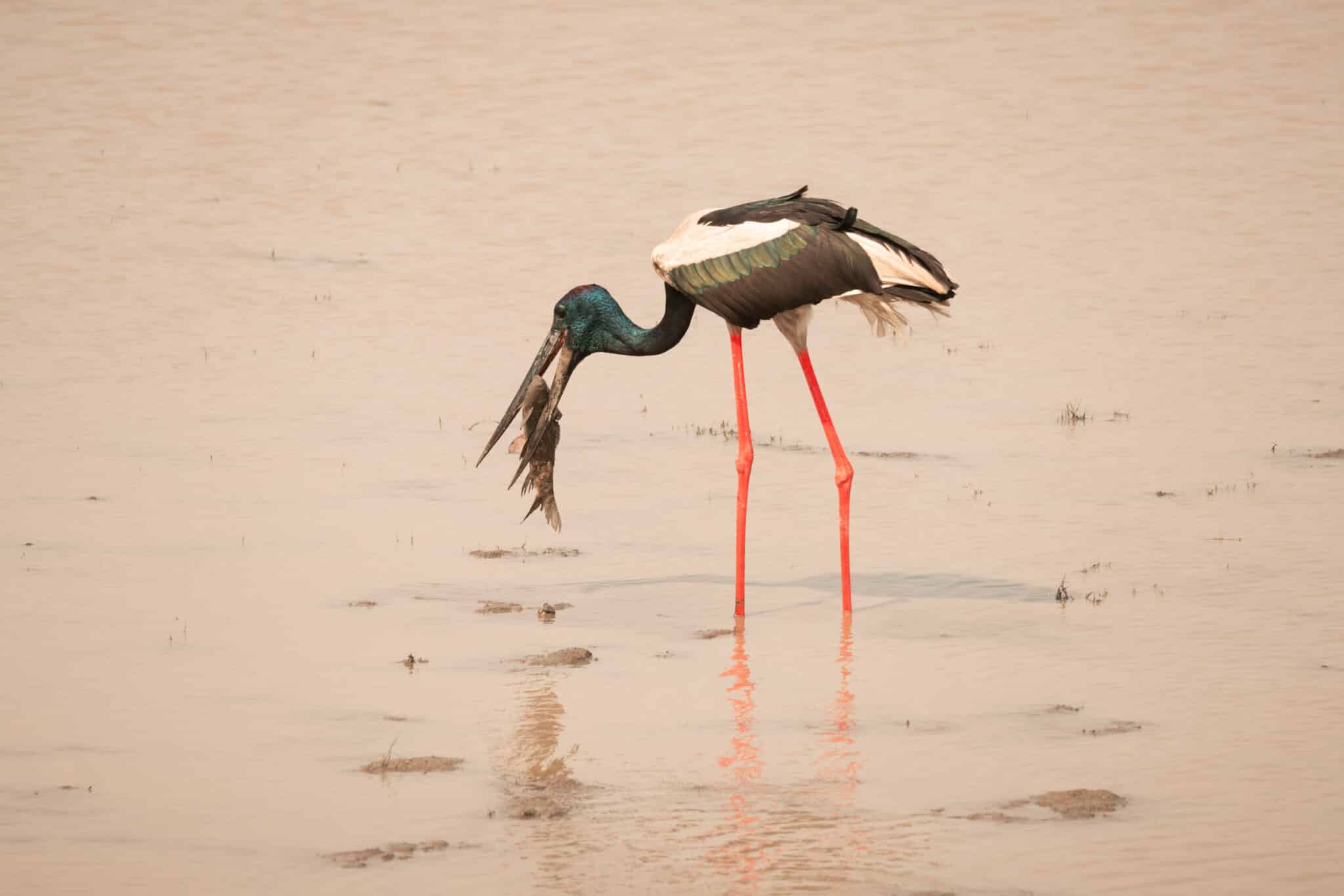 Black-necked Stork eating a fish at Kaziranga National Park in India