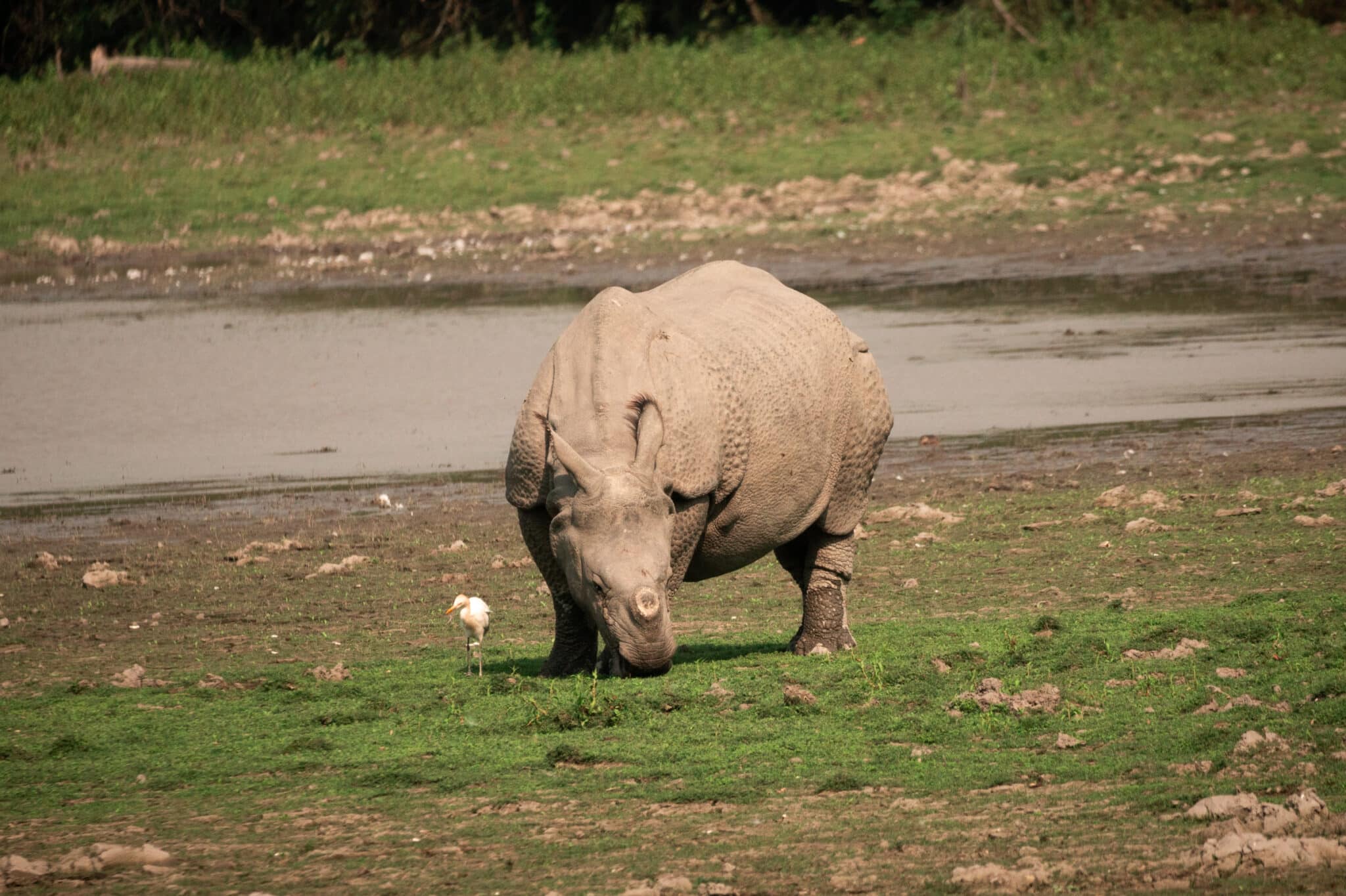 Indian one horned rhino grazing