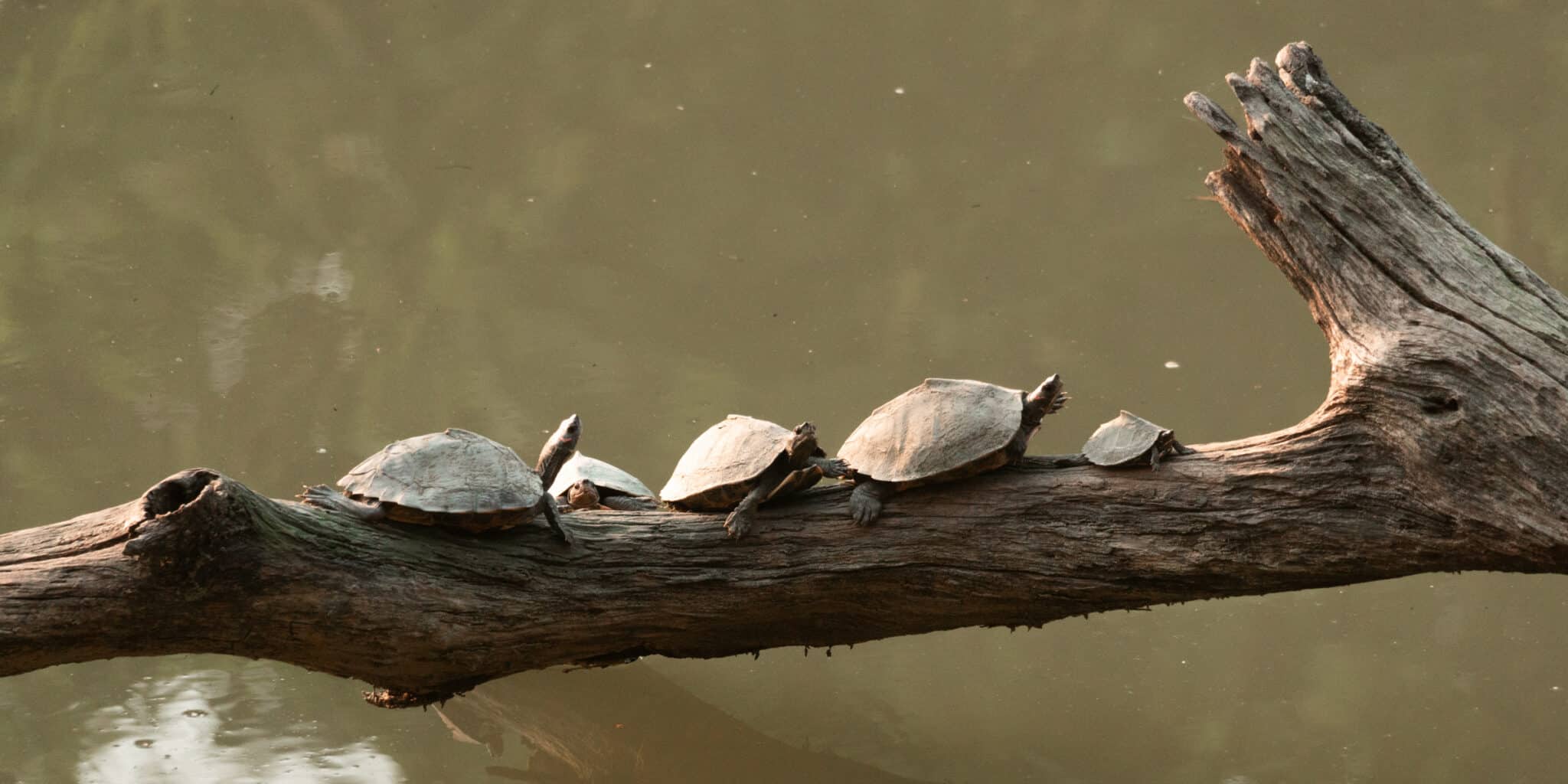 family of Assam roofed turtles at Kaziranga National Park